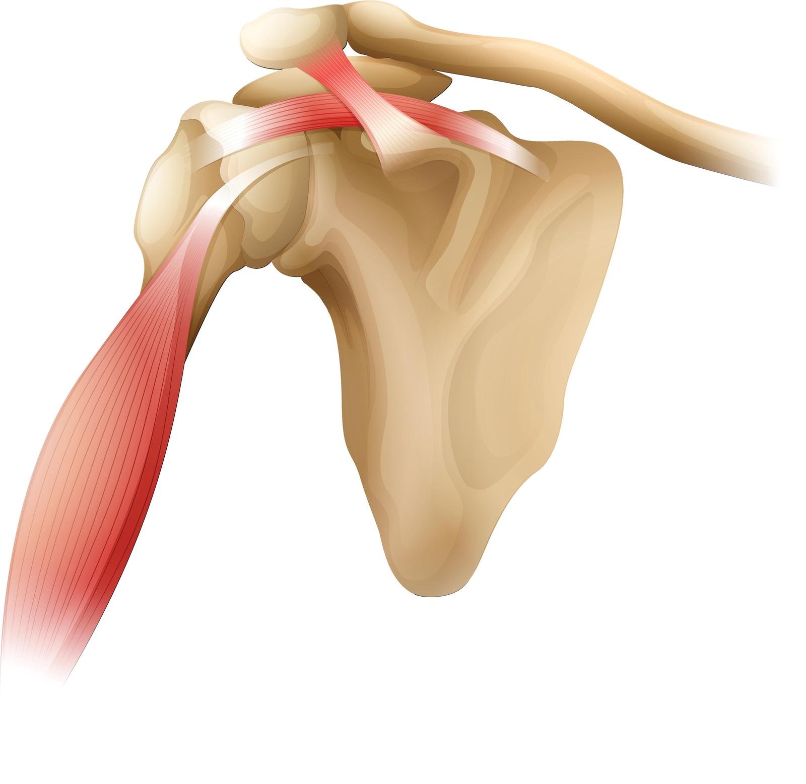 Rotator Cuff