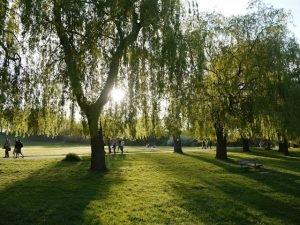 Sunlight filtering through willow trees in Hampstead Heath with people enjoying a leisurely walk.