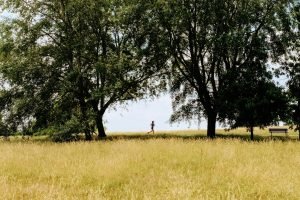 Person jogging on a grassy path between trees in Hampstead Heath, keeping fit.